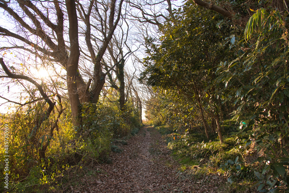 Obraz premium 散歩道