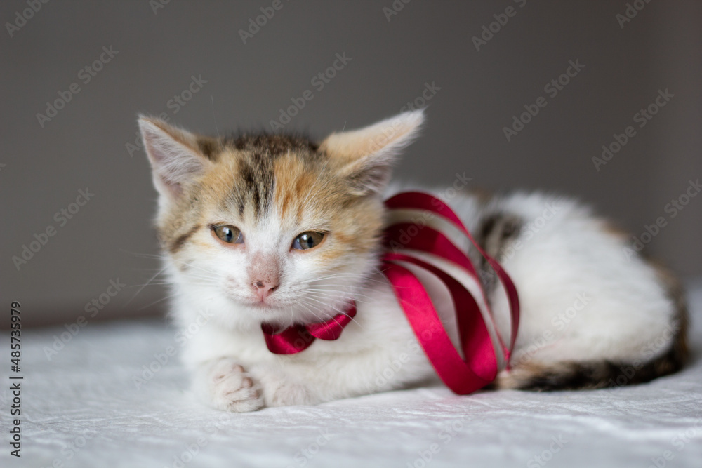 A cute multicolor kitten sits on a diaper. Toilet training. Close-up. High quality photo. Selective focus. copy space. 