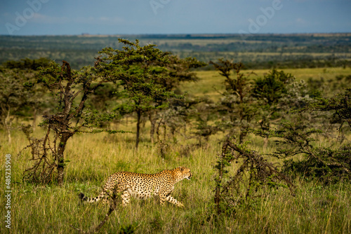 Cheetah (Acinonyx jubatus), seen on African wildlife safari holiday in Kenya, Africa