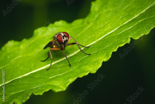 Different insect species  © Emi