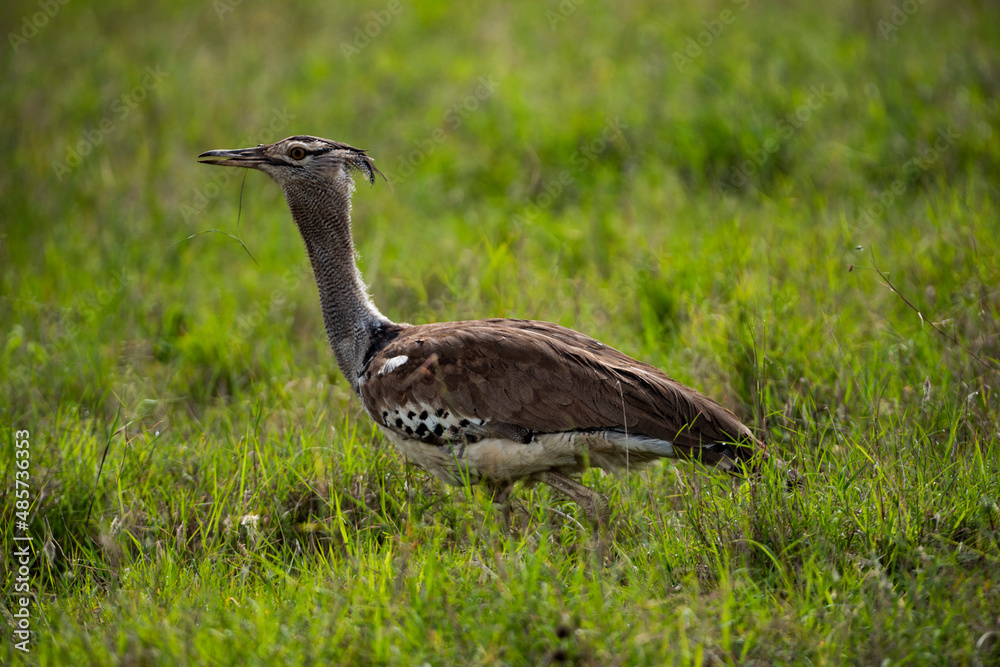 Kori Bustard (Ardeotis kori) at El Karama Ranch, Laikipia County, Kenya Kori Bustard (Ardeotis kori) at El Karama Ranch, Laikipia County, Kenya