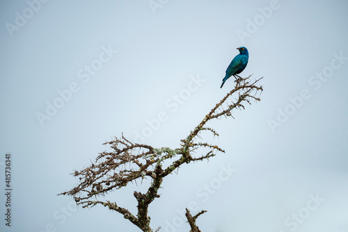 Greater Blue-eared Glossy Starling (Lamprotornis chalybaeus) at El Karama Ranch, Laikipia County, Kenya photo