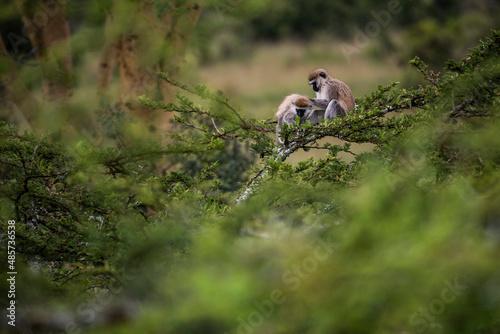 Vervet Monkey (Chlorocebus pygerythrus) at El Karama Ranch, Laikipia County, Kenya photo
