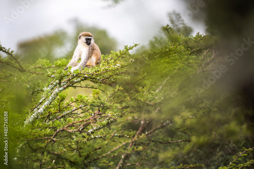 Vervet Monkey (Chlorocebus pygerythrus) at El Karama Ranch, Laikipia County, Kenya photo