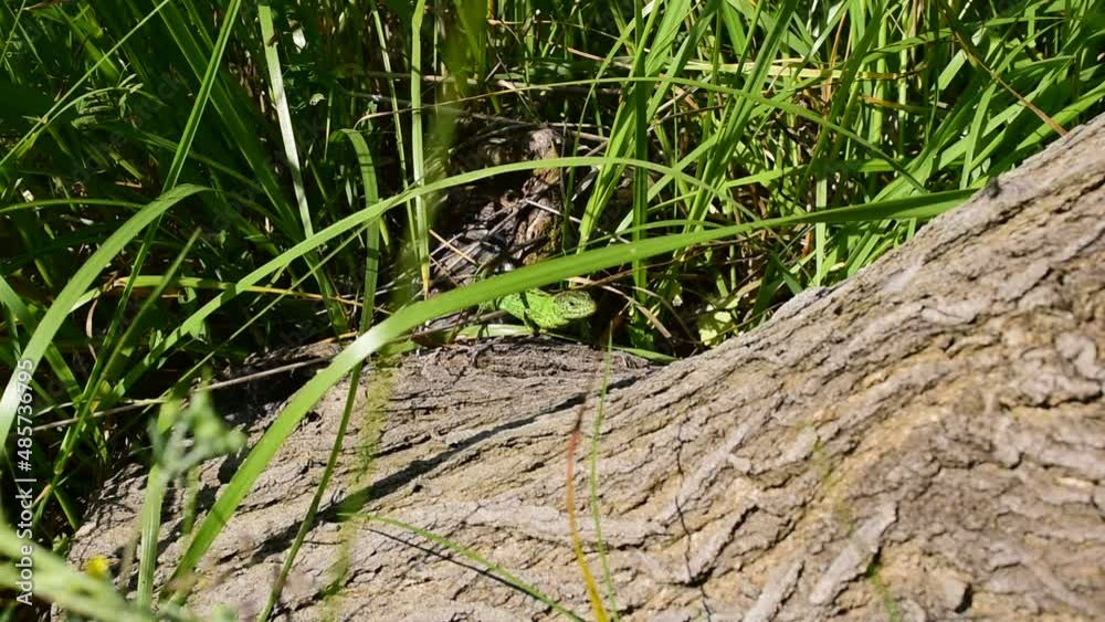 A green lizard crawls along the trunk of a fallen tree lying in thick grass. A green lizard crawls along the trunk of a fallen tree lying in thick grass.