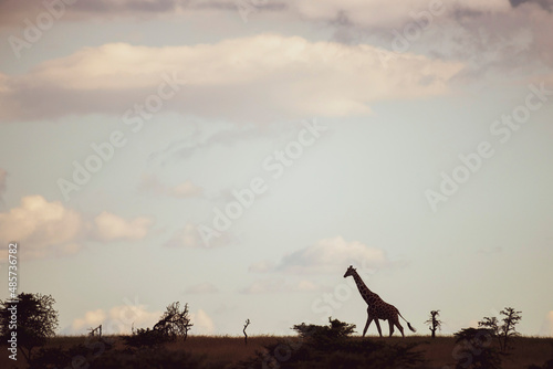 Reticulated Giraffe (Giraffa reticulata) at El Karama Ranch, Laikipia County, Kenya photo