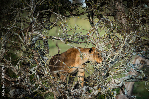 Lion (Panthera leo, female lioness) at El Karama Ranch, Laikipia County, Kenya © Matthew