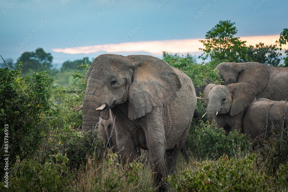 African Elephant (Loxodonta africana) at Sosian Ranch, Laikipia County, Kenya