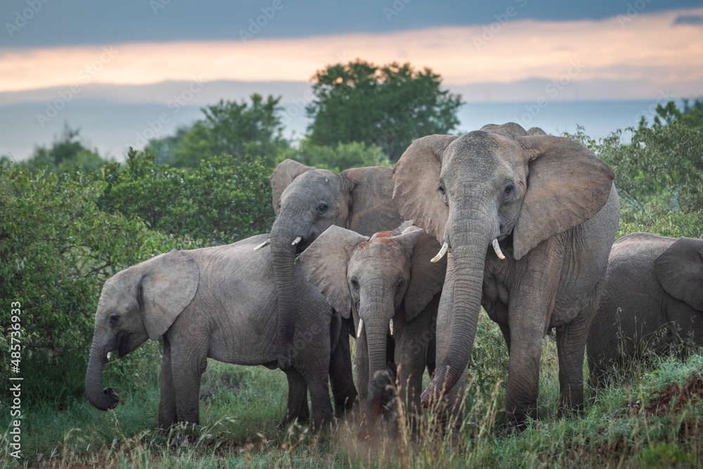 Fototapeta premium Herd of African Elephant (Loxodonta africana) at Sosian Ranch at sunset, Laikipia County, Kenya