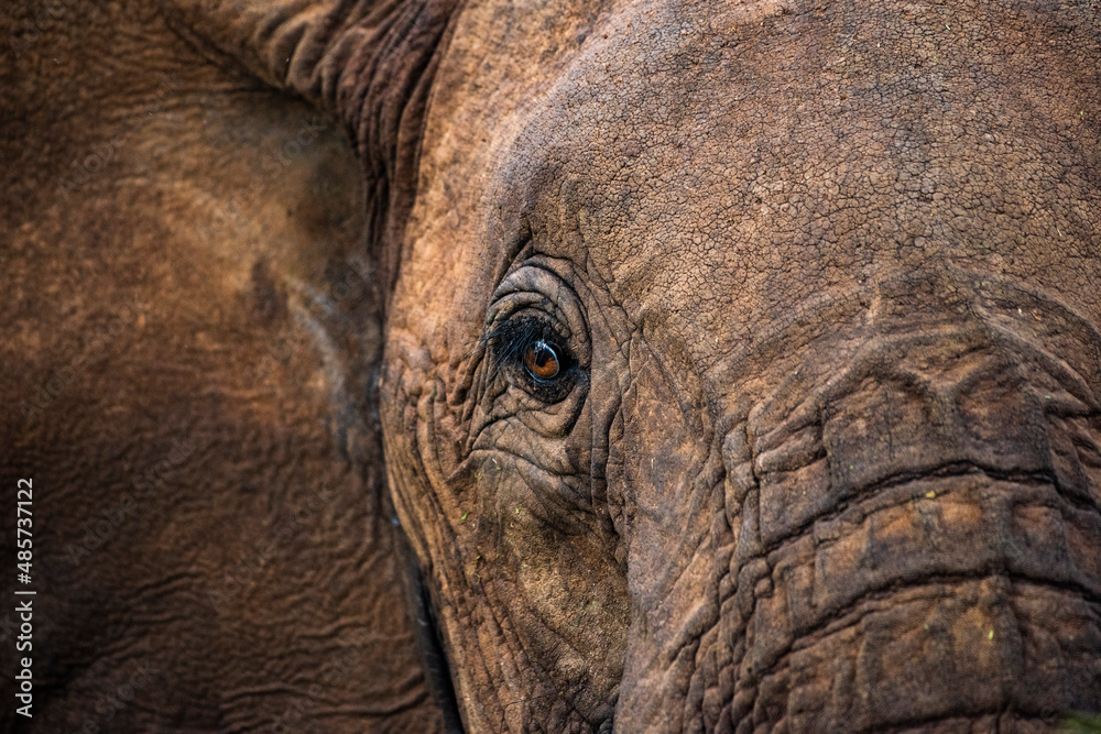 Fototapeta premium African Elephant (Loxodonta africana), close up detail of the eye, on an african wildlife safari vacation in Kenya, Africa