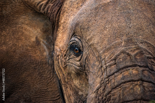 African Elephant (Loxodonta africana), close up detail of the eye, on an african wildlife safari vacation in Kenya, Africa