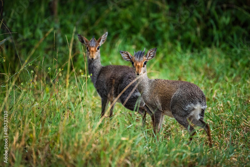 Dik-dik (Madoqua kirkii) at Sosian Ranch, Laikipia County, Kenya photo