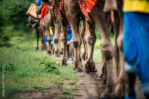 Camel safari at Sosian Ranch, Laikipia County, Kenya photo