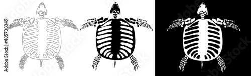 Set of Turtle skeleton in isolate on white background. Vector illustration.