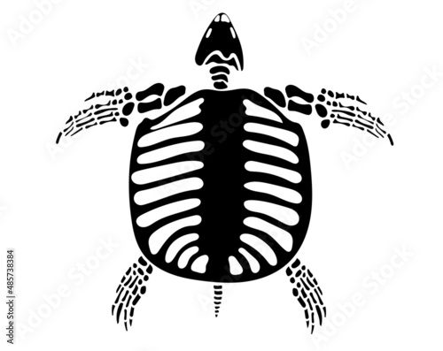 Turtle skeleton in isolate on white background. Vector illustration.