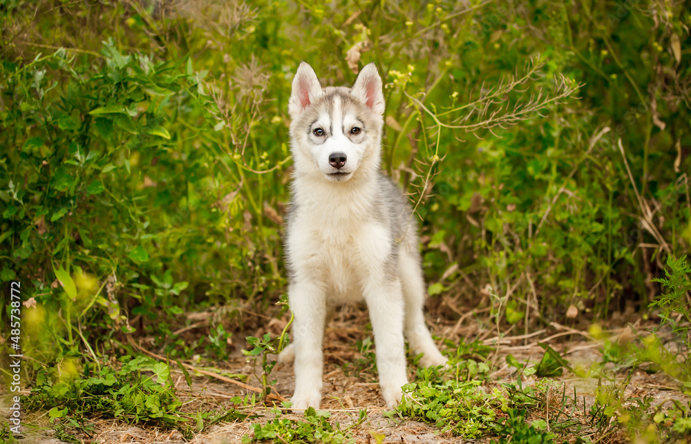Husky dog walks in the park. Walk down the street with a big dog without a muzzle. Pedigree dog for the protection and protection. Eyes of different colors. Husky dog walks in the park. Walk down the street with a big dog without a muzzle. Pedigree dog for the protection and protection. Eyes of different colors.