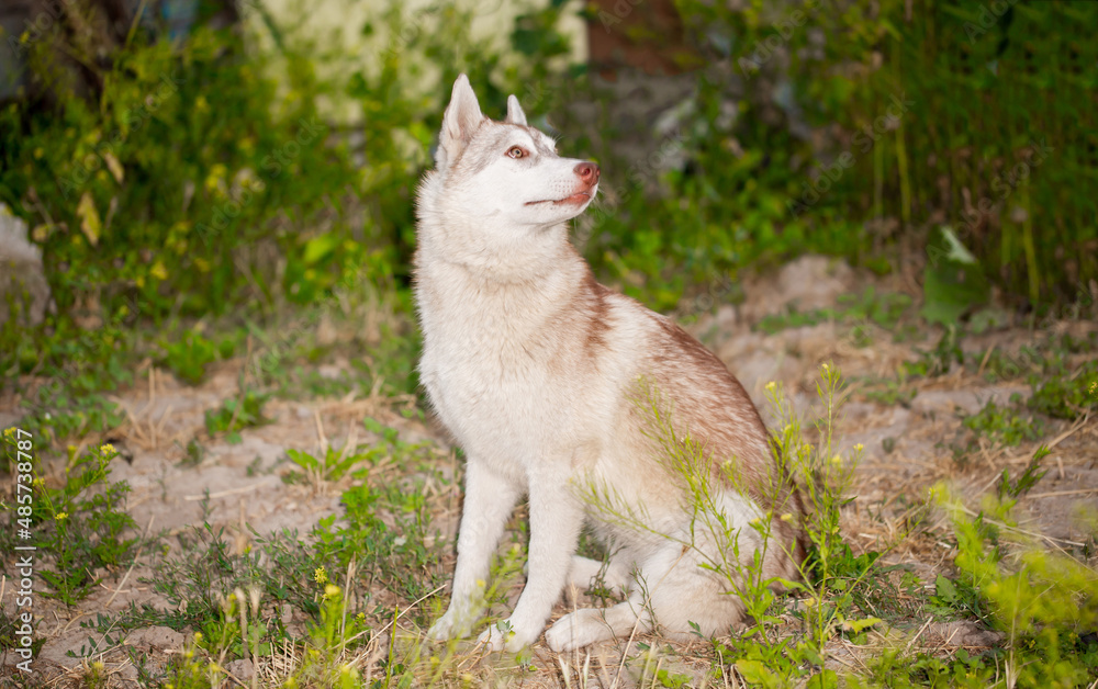 Husky dog walks in the park. Walk down the street with a big dog without a muzzle. Pedigree dog for the protection and protection. Eyes of different colors. Husky dog walks in the park. Walk down the street with a big dog without a muzzle. Pedigree dog for the protection and protection. Eyes of different colors.