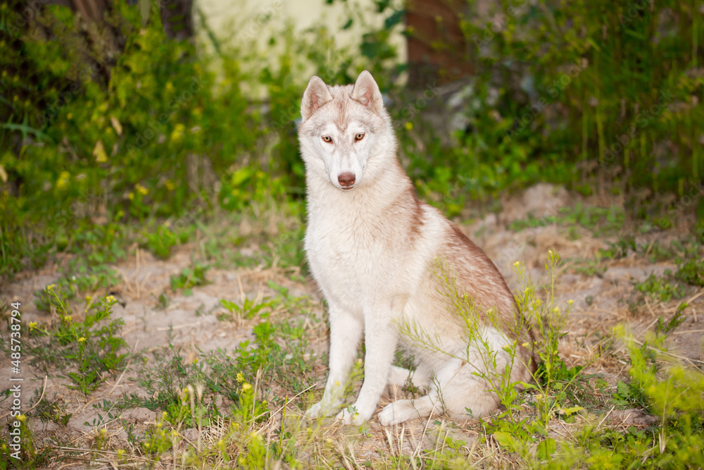 Fototapeta premium Husky dog walks in the park. Walk down the street with a big dog without a muzzle. Pedigree dog for the protection and protection. Eyes of different colors.