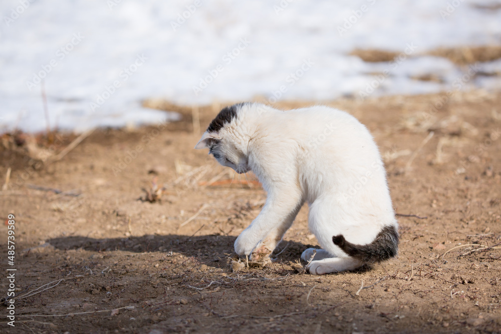 A homeless stray cat on the ground, amid the snow sits playing and walking. The kitten screams asks to eat. The concept of protecting stray animals. A homeless stray cat on the ground, amid the snow sits playing and walking. The kitten screams asks to eat. The concept of protecting stray animals.