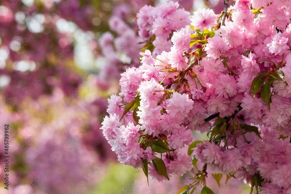 Fototapeta premium cherry blossom in spring season. beautiful pink flowers of japanese garden. floral nature background