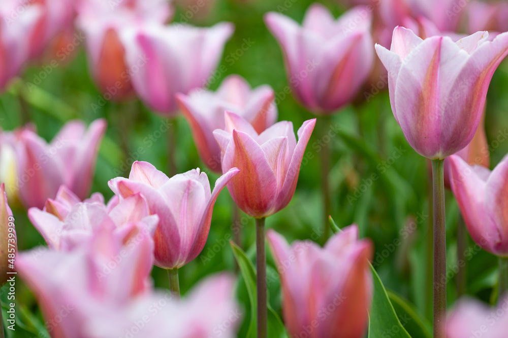 Beautiful photo of tulip. flower tulip garden spring nature. large buds of tulips. tulips growing in garden.