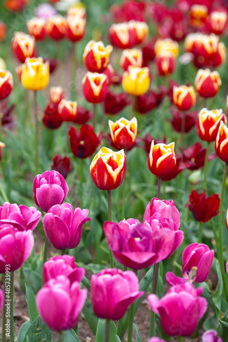 Beautiful photo of tulip. flower tulip garden spring nature. large buds of tulips. tulips growing in garden.