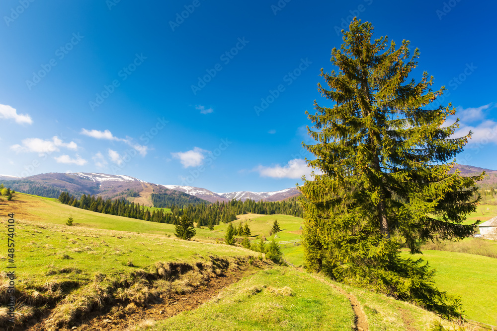 carpathian countryside in springtime. tree on the grassy meadow. forest on the rolling hills at the foot of borzhava ridge with snow capped tops. beautiful rural landscape on a sunny morning