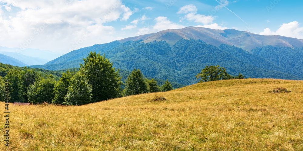 beech forest on the grassy hill. carpathian mountain landscape in late summer. beautiful nature scenery on a sunny day