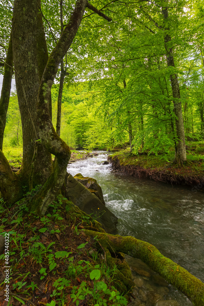 forest river in springtime. winding water flow along the rocky shore with tall beech trees. beautiful nature scenery forest river in springtime. winding water flow along the rocky shore with tall beech trees. beautiful nature scenery