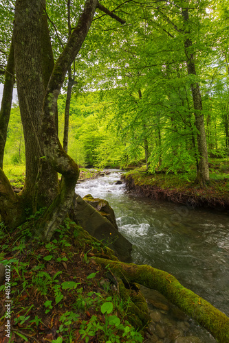 forest river in springtime. winding water flow along the rocky shore with tall beech trees. beautiful nature scenery © Pellinni