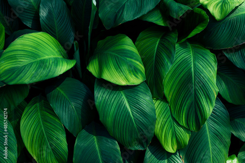 Full Frame of Green Leaves Pattern Background  Nature Lush Foliage Leaf  Texture.