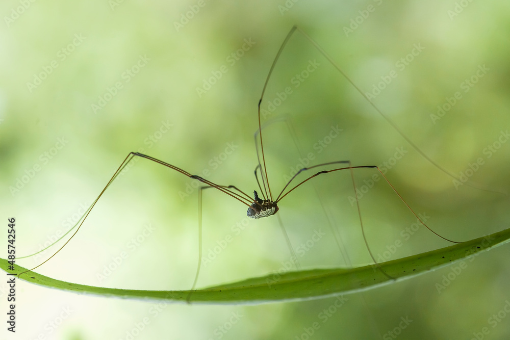 Insects and Spiders are different Kinds but they are an interesting type of Small Animals and very often we find around us. Insects and Spiders are different Kinds but they are an interesting type of Small Animals and very often we find around us.