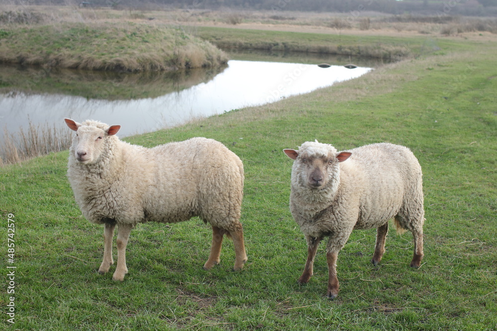 Obraz premium Regards de deux moutons