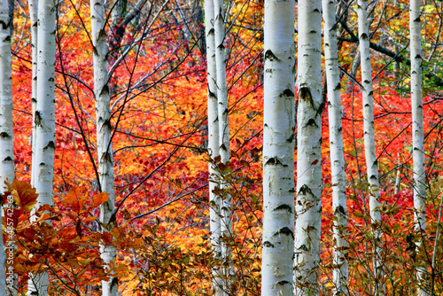 aspen tree with red foliage  in the background