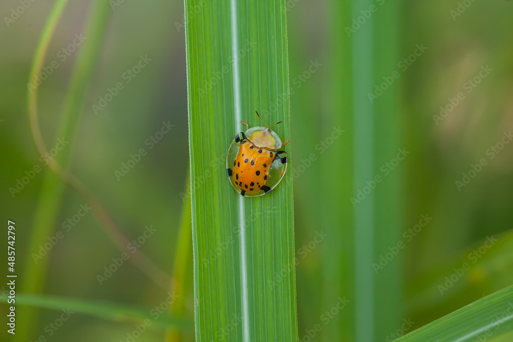 Insects and Spiders are different Kinds but they are an interesting type of Small Animals and very often we find around us. Insects and Spiders are different Kinds but they are an interesting type of Small Animals and very often we find around us.