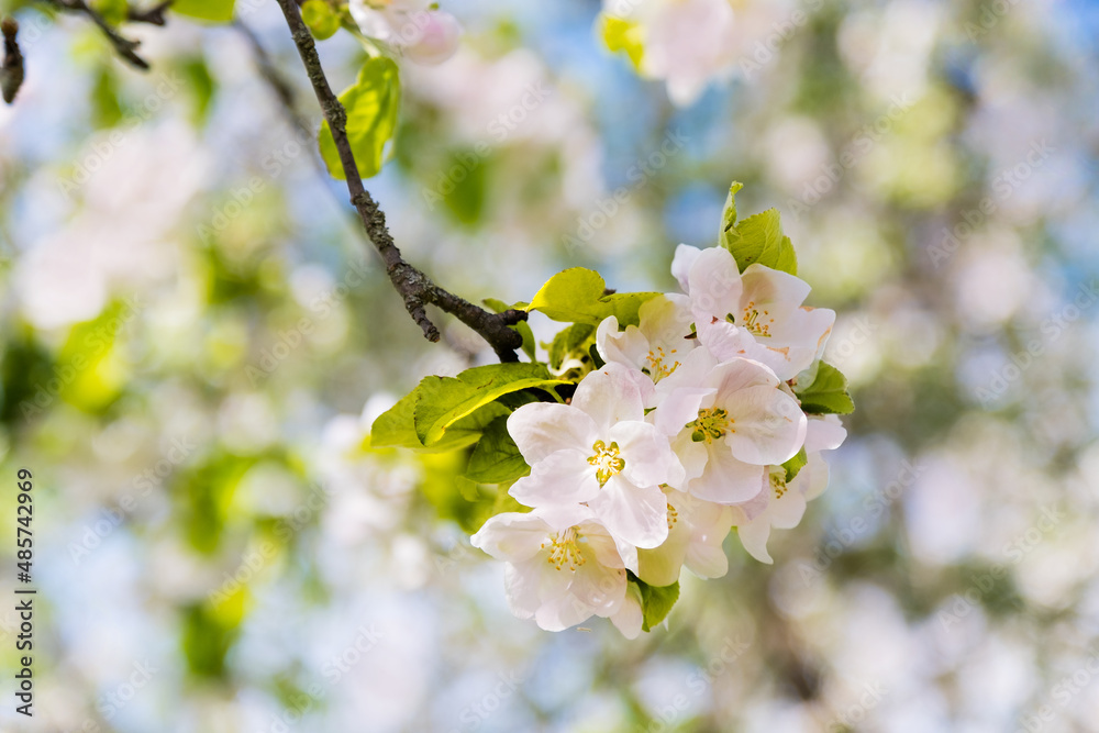 Blooming apple tree branches white flowers and green leaves on the blue sky background. Beautiful blossom garden, spring, summer sunny day, nature, floral border frame, copy space
