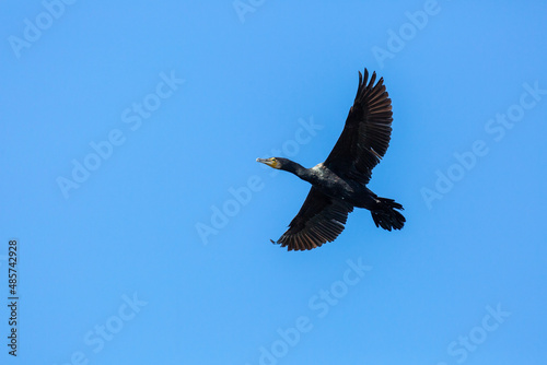 Phalacrocorax carbo. Great Cormorant in flight with the sky in the background.