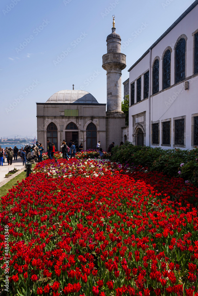 Red tulips at Topkapi Palace, Istanbul, Turkey, Eastern Europe