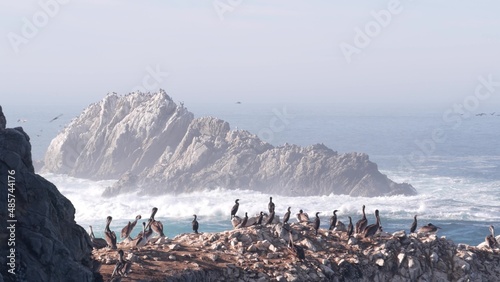 Flock of brown pelicans on cliff, rocky island in ocean, Point Lobos landscape, Monterey wildlife, California coast, USA. Big waves crashing, birds flying. Many pelecanus nesting, wild animals colony. photo