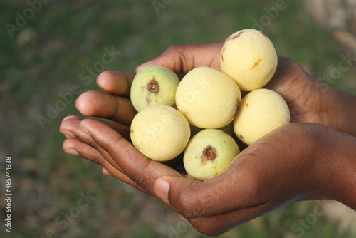 African Marula Tree Fruits