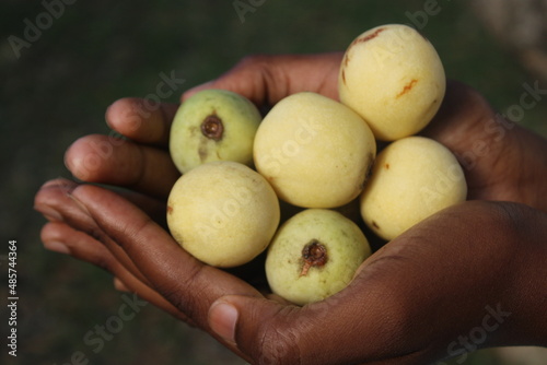 african marula fruits in african people hand