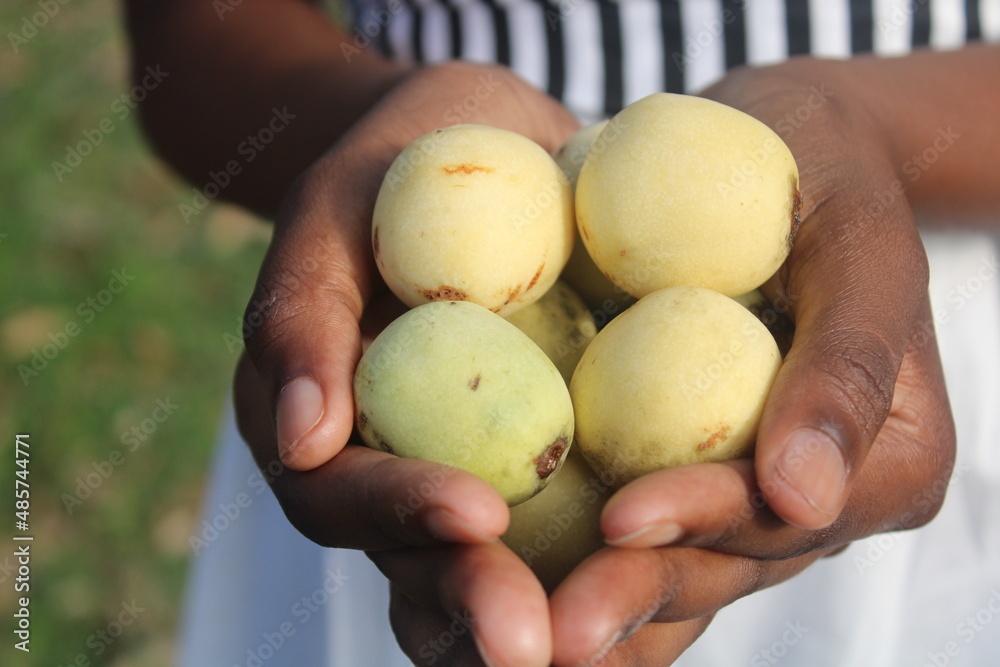 african marula fruits in african people hand african marula fruits in african people hand