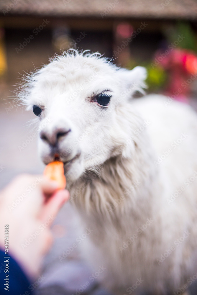 Fototapeta premium Llama at Hacienda San Agustin de Callo, luxury boutique hotel near Cotopaxi National Park, Ecuador, South America