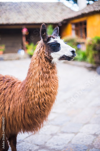 Llama at Hacienda San Agustin de Callo, luxury boutique hotel near Cotopaxi National Park, Ecuador, South America