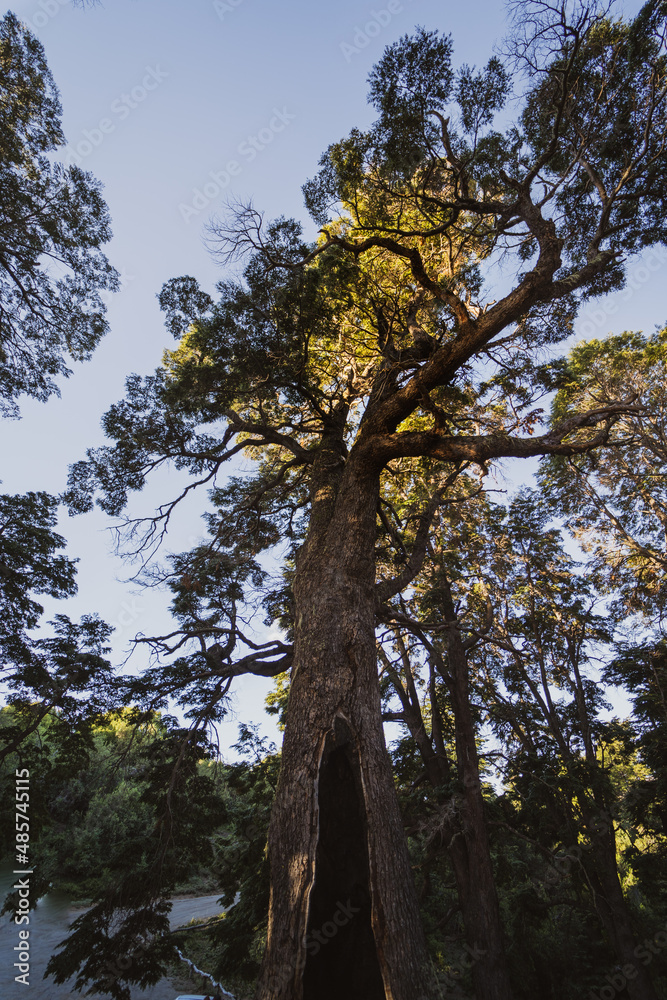 Fototapeta premium trees in the woods