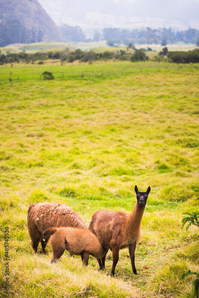 Fototapeta premium Llamas at Hacienda Zuleta, Imbabura, Ecuador, South America