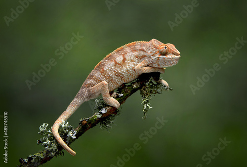A profile portrait of a chameleon, Chamaeleonidae, as it balances on a branch using its tail as an anchor, There is a green background photo