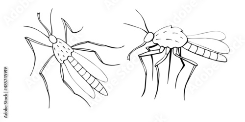 Vector black outline mosquito in doodle sketch style. Top and side view. Black contoured drawing insect. Clipart, design element on theme of nature, spring, summer, isolated