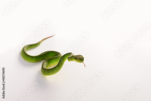 Green-tailed python, a venomous animal with a red or brown tail tip on a white background.