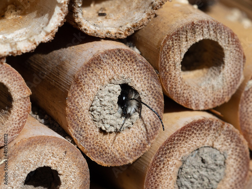 Mason bees at an insect hotel in spring